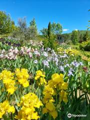 Les Iris du Grand Barbu