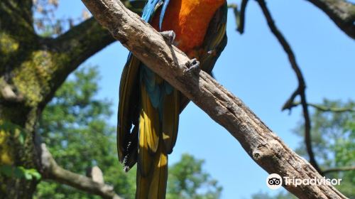 Tropical Birdland