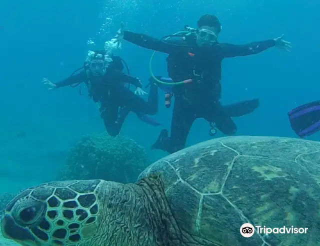 Scuba Diving in Honolulu