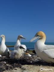 Gannet Beach Adventures