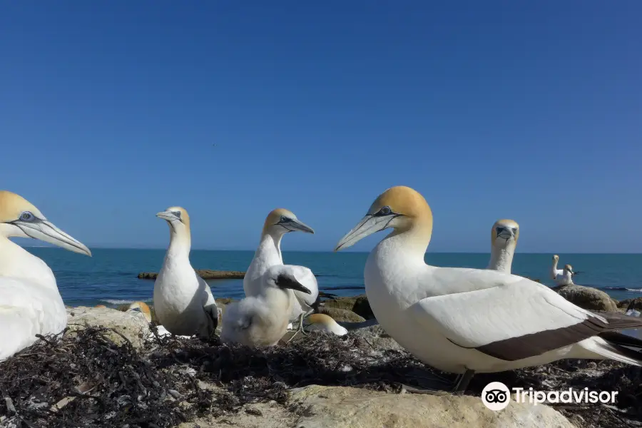 Gannet Beach Adventures