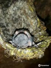 Swiftlet Cave Munnar