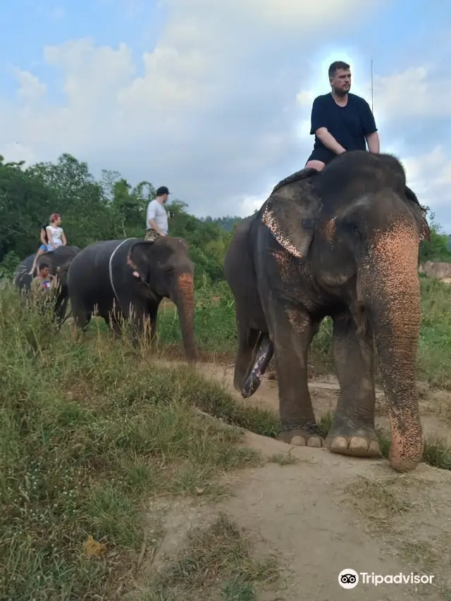 Elephant Interactions in Krabi