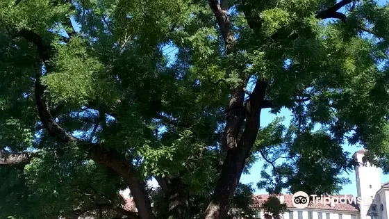 Albero Monumentale - "Sophora japonica"
