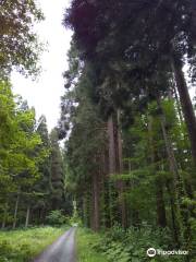 松倉の杉