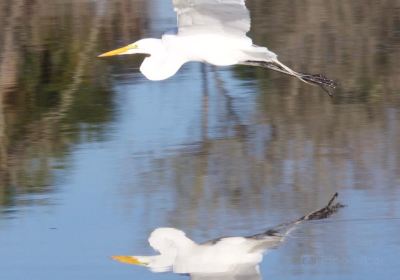 Indian River County wetlands