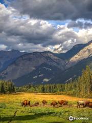 Rocky Mountain Buffalo Ranch