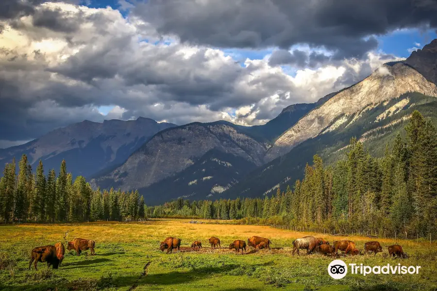 Rocky Mountain Buffalo Ranch