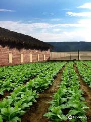 Cigar Country - Tobacco and Cigars - Tabaco y Cigarros