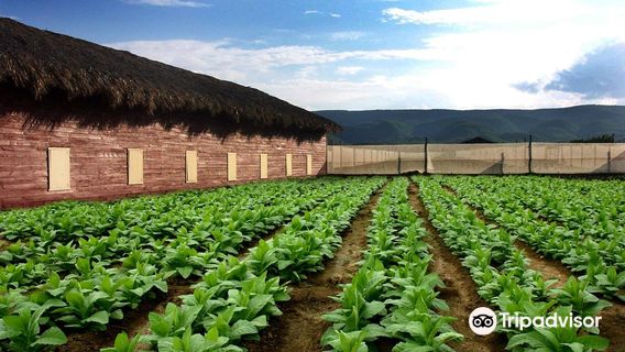 Cigar Country by Tabacalera