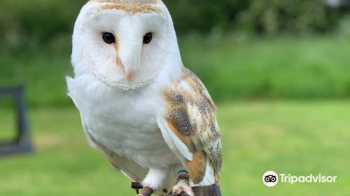 Barn Owl Centre