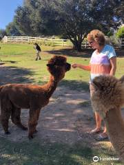 Canzelle Alpacas