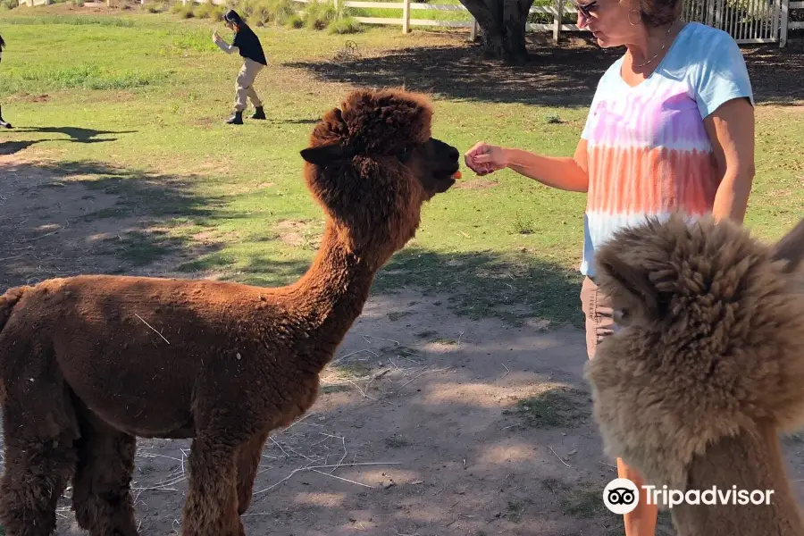 Canzelle Alpacas