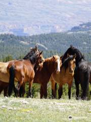Pryor Mountain Wild Mustang Center