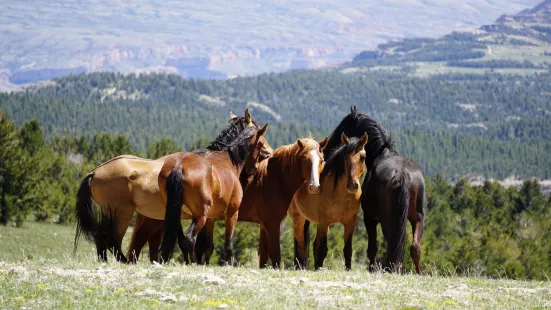 Pryor Mountain Wild Mustang Center