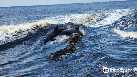Surf's Up Dolphin Cruises