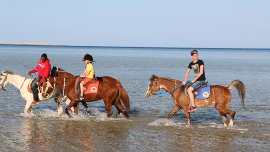 Hurghada Equestrian