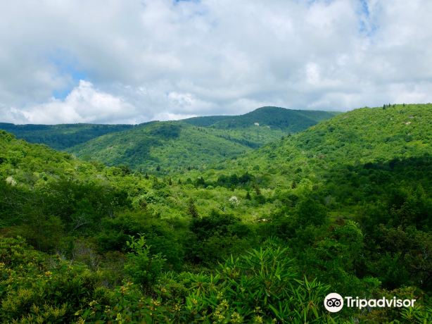 Pisgah National Forest