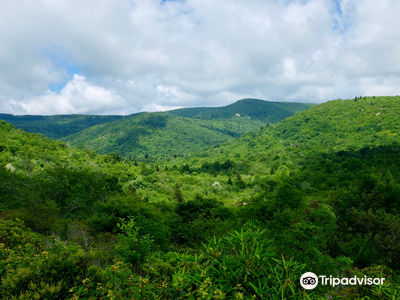 Pisgah National Forest
