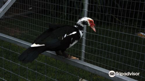 格洛德韋恩互動動物園