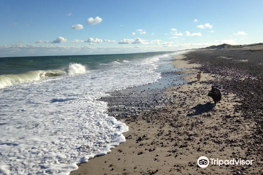 Sandy Neck Barrier Beach