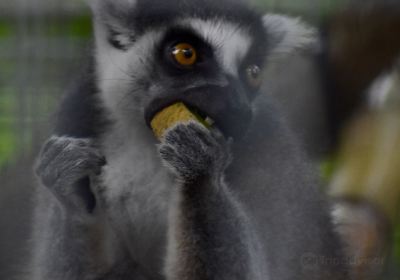 Duke Lemur Center