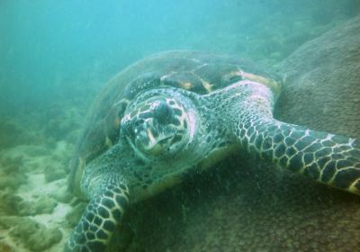 Scuba Diving Pattaya