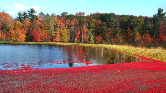 Johnston's Cranberry Marsh & Muskoka Lakes Winery