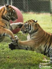 Big Cat Habitat and Gulf Coast Sanctuary