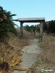 Cycad Jungle