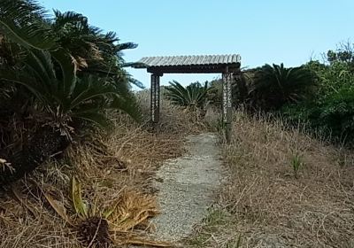 Cycad Jungle