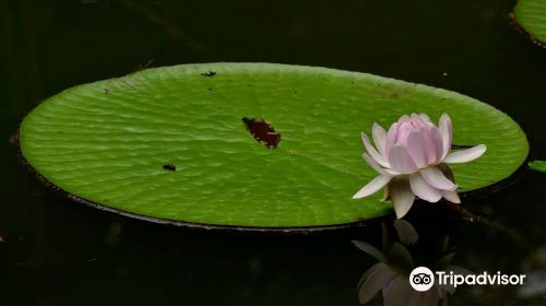 Museum of Amazônia (MUSA)