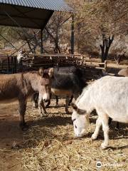 Karoo Donkey Sanctuary