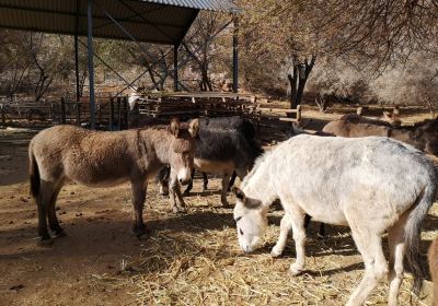 Karoo Donkey Sanctuary