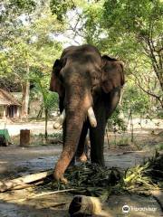 Elephant Camp Sanctuary
