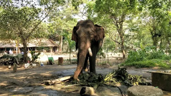 Elephant Camp Sanctuary