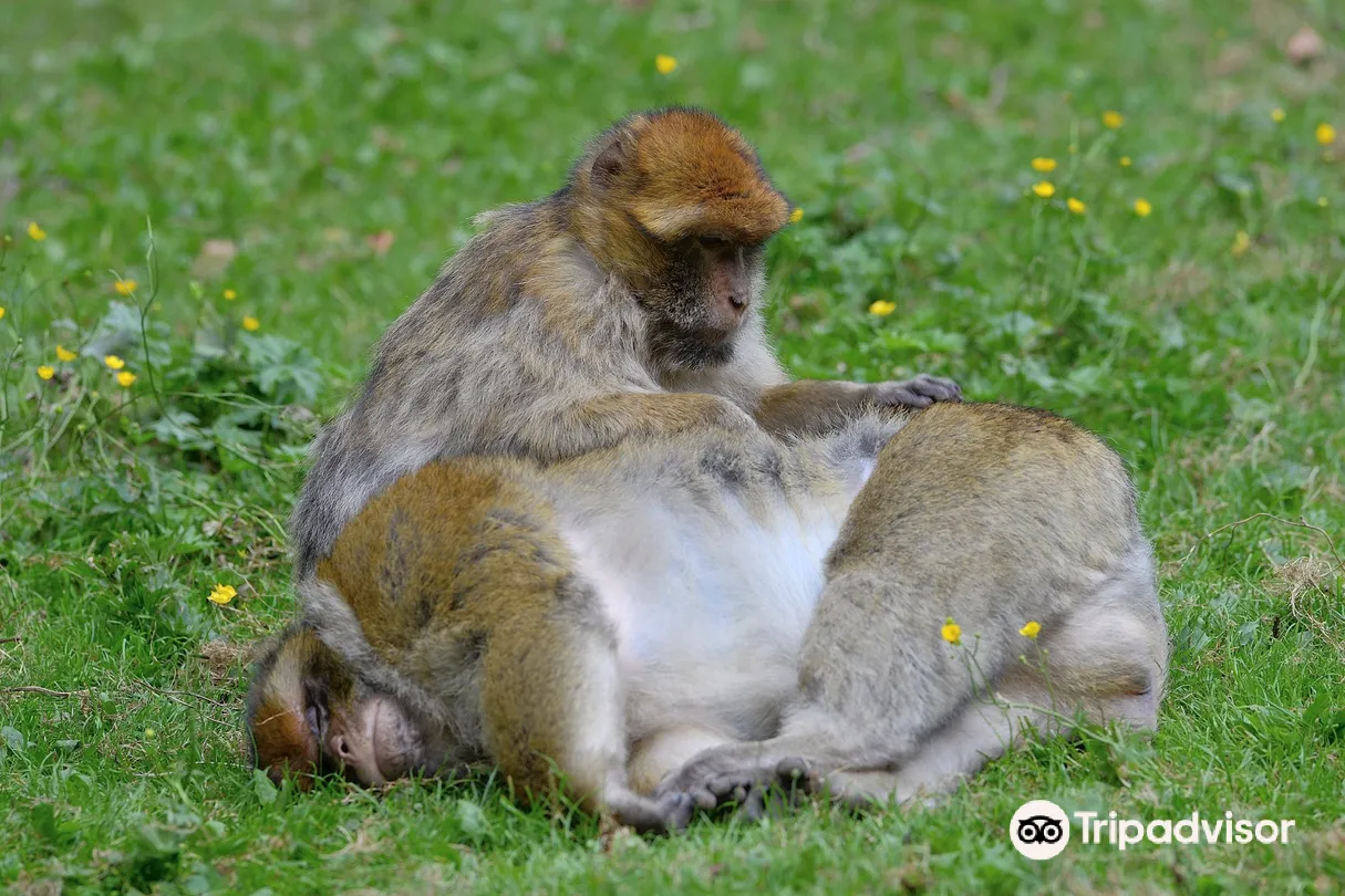 5_La Montagne des Singes