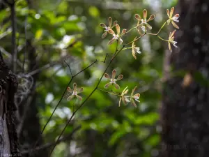 Grassy Waters Preserve