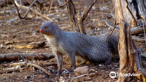 Sasan Gir National Park