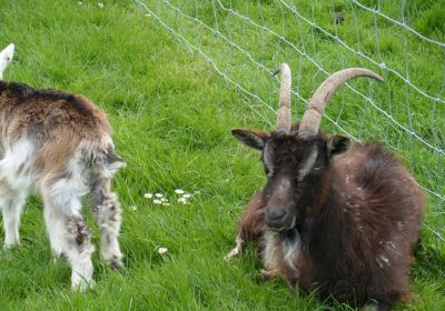 Newgrange Farm