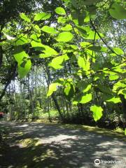 Tokoro Forest of Remains