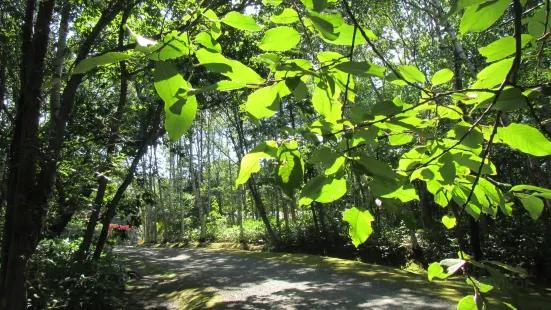 Tokoro Forest of Remains