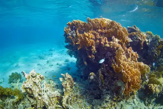 鄰近Berenice Beach的酒店