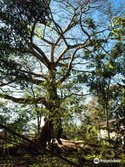 Ceiba de la Libertad