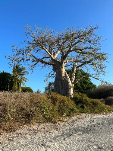 Pemba
