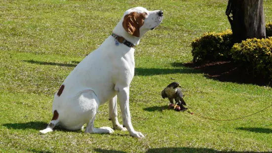 Falcon Ridge - Bird Of Prey Center