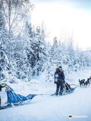 Black Spruce Dog Sledding