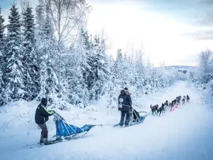 Black Spruce Dog Sledding