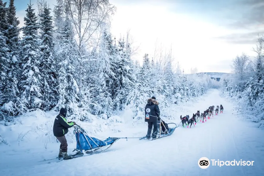 Black Spruce Dog Sledding