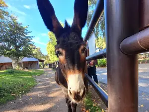 Zoo Hoyerswerda